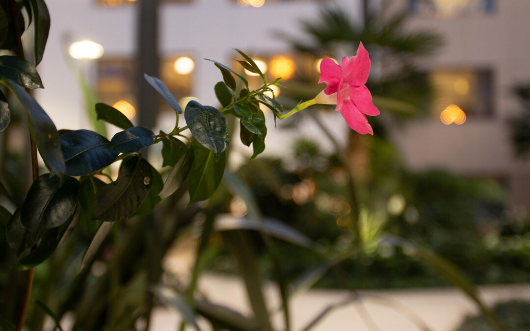 Landets første innendørs Tropehage